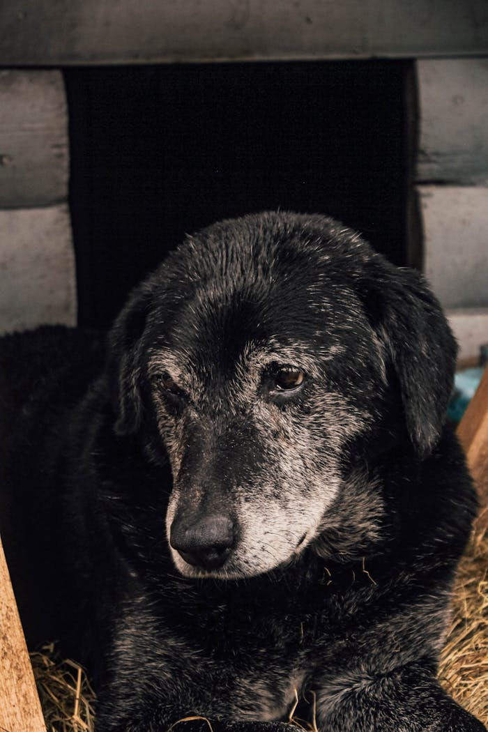 A senior black dog with grey fur lies comfortably in a wooden kennel, showcasing the calmness of an aged pet.